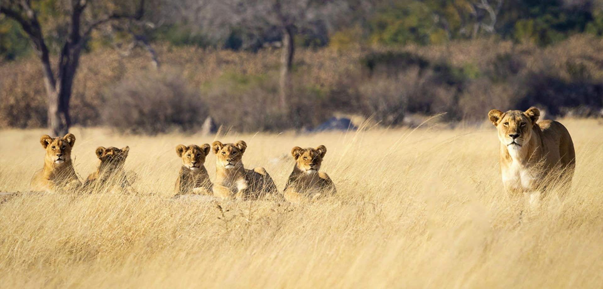 Zimbabue parque nacional hwange leoes